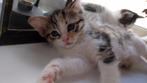 Superlieve kittens te koop (2 katertjes & 1 poesjes), Dieren en Toebehoren, Katten en Kittens | Raskatten | Korthaar