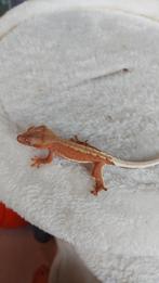 Baby wimpergekko te koop, Dieren en Toebehoren, Reptielen en Amfibieën, Hagedis, Tam, 0 tot 2 jaar