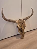 Schedel / skull / stierenkop, Ophalen, Zo goed als nieuw