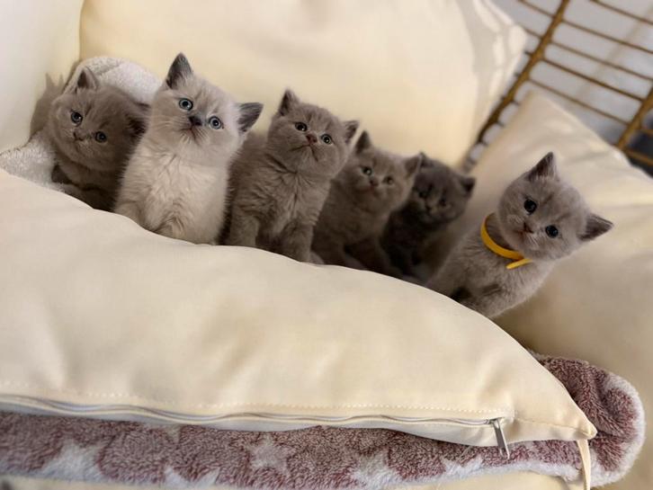 Britse korthaar kittens, Dieren en Toebehoren, Katten en Kittens | Raskatten | Korthaar, Meerdere dieren