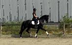 Lease paarden aangeboden, Ophalen, Nieuw, Dressuur