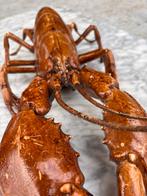 Drie opgezette vissen en een grote kreeft, Ophalen, Gebruikt, Wild dier, Opgezet dier