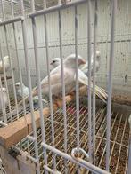 Witte en gele te koop, Dieren en Toebehoren, Vogels | Kanaries, Meerdere dieren, Kleurkanarie