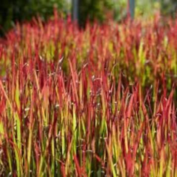 Japanse bloedgras 'Red Baron" ( imperata cylindrica ) beschikbaar voor biedingen