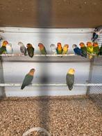 Diverse fischeries, Meerdere dieren, Parkiet
