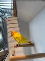 Lutino oranje masker rosecollie agapornis., Dieren en Toebehoren, Vogels | Parkieten en Papegaaien, Vrouwelijk, Parkiet