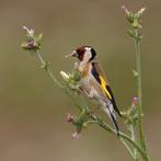 Bloemputters, Dieren en Toebehoren, Vogels | Overige Vogels, Mannelijk, Wildzangvogel, Geringd