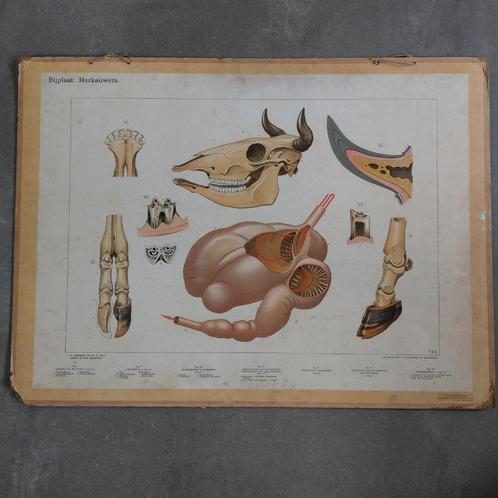 Bijplaat Herkauwers – Koekkoek 1915, Antiek en Kunst, Antiek | Schoolplaten, Natuur en Biologie, Ophalen of Verzenden