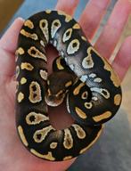 Koningspython 6mnd man, Dieren en Toebehoren, Reptielen en Amfibieën, Slang, Tam, 0 tot 2 jaar