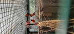 Kapoetsensijsen, Dieren en Toebehoren, Vogels | Overige Vogels, Meerdere dieren, Tropenvogel