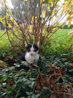 Schattige boerderijkittens, Dieren en Toebehoren, Katten en Kittens | Overige Katten, Meerdere dieren, Kortharig, 0 tot 2 jaar