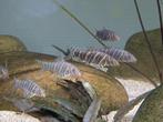12 x Botia Striata, Vis, Zoetwatervis, Schoolvis