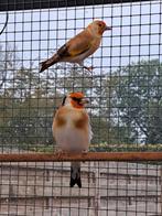 Koppel Major putters wildkleur, Dieren en Toebehoren, Vogels | Overige Vogels, Meerdere dieren, Wildzangvogel