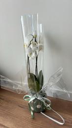 Orchidee wit, Ophalen, Zo goed als nieuw