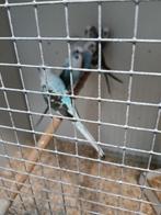 6 blauwe blackwing parkieten, Dieren en Toebehoren, Meerdere dieren, Parkiet