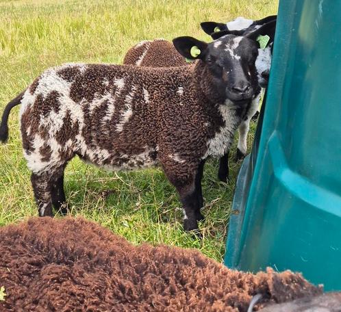 Bonte ooi, Dieren en Toebehoren, Schapen, Geiten en Varkens, Schaap, Vrouwelijk, 0 tot 2 jaar