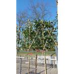 Prunus laur. Caucasica - Leiboom, Tuin en Terras, Planten | Bomen, Leiboom, Halfschaduw, 100 tot 250 cm, Zomer