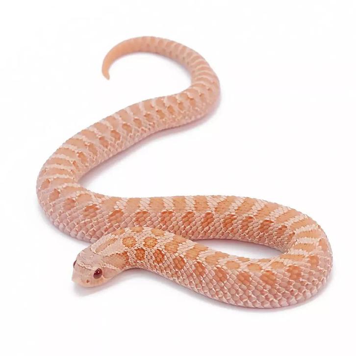 Heterodon Nasicus - Westelijke Haakneus - Groep, Dieren en Toebehoren, Reptielen en Amfibieën, Slang, 0 tot 2 jaar, Tam