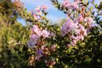 Lagerstroemia indica/ Indische sering, Tuin en Terras, Overige soorten, Lente, 100 tot 250 cm, Ophalen