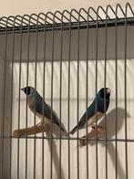 Gouldamadine koppel, Meerdere dieren, Geringd