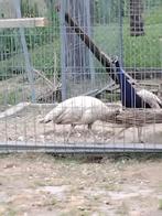 pauwen te koop, Dieren en Toebehoren, Pluimvee, Meerdere dieren, Overige soorten