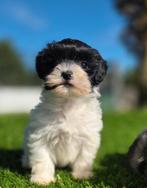 Te koop mooie Blue merle Maltipoo pups, Dieren en Toebehoren, Nederland, CDV (hondenziekte), 8 tot 15 weken, Meerdere
