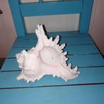 Mooie witte Murex schelp, Verzamelen, Ophalen, Schelp(en)