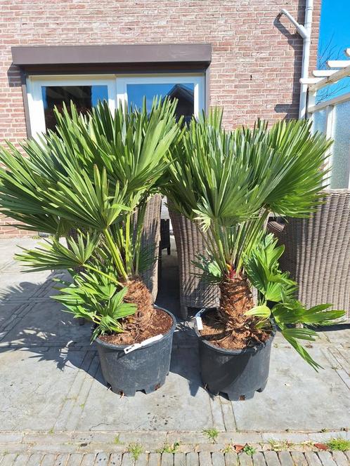 Chamaerops humilis vulcano, dwergpalm, Tuin en Terras, Planten | Bomen, Overige soorten, Minder dan 100 cm, Volle zon, Zomer, Ophalen