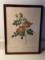 Klassieke prent “Rosa englanteria” in originele lijst, Ophalen of Verzenden