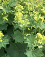 Inheems: Vrouwenmantel/Alchemilla mollis stekken., Volle zon, Vaste plant, Zomer, Ophalen
