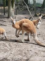 wallaby kangoeroe, Meerdere dieren