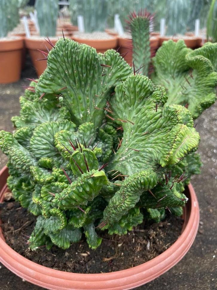 Cactus Euphorbia Enopla Cristaat in de 23 cm schaal, Huis en Inrichting, Kamerplanten, Overige soorten, Minder dan 100 cm, Bloeiende kamerplant