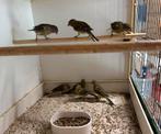 Kanaries, Dieren en Toebehoren, Vogels | Kanaries, Meerdere dieren, Kleurkanarie