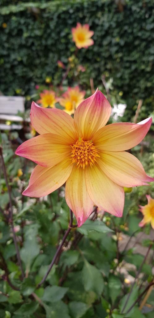 Zaden Dahlia, Tuin en Terras, Bloembollen en Zaden, Zaad, Voorjaar, Volle zon, Ophalen of Verzenden