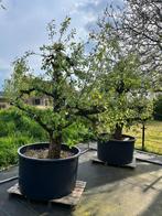 Unieke 60-jarige Saint-Remy (stoof)perenbomen Zuid-Holland, Lente, Volle zon, Ophalen of Verzenden, 250 tot 400 cm