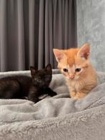 3 lieve kittens, Dieren en Toebehoren, Meerdere dieren