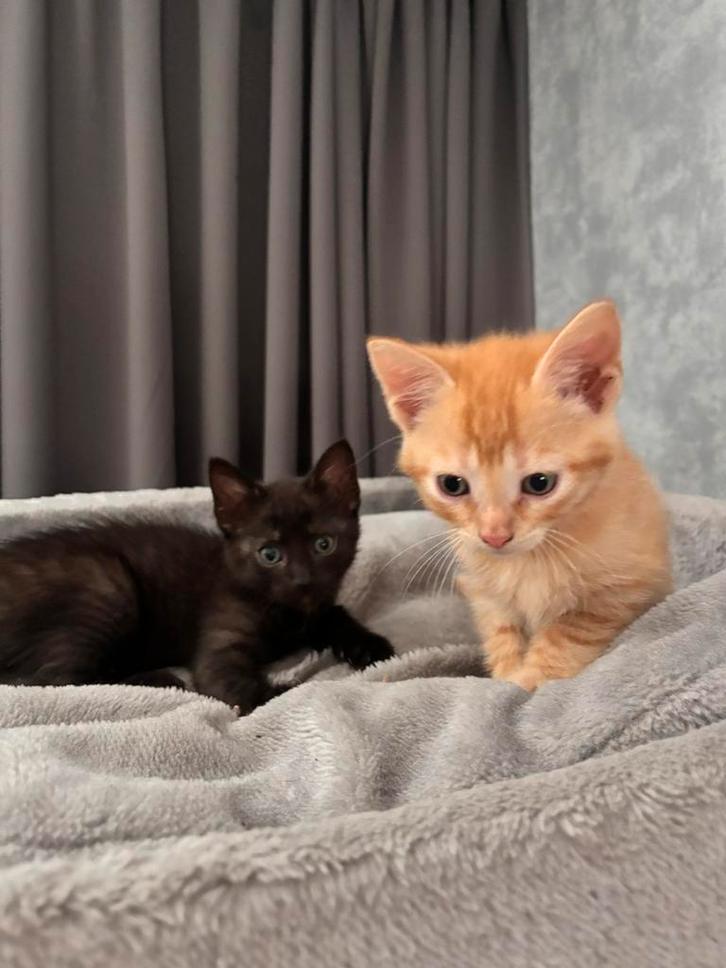 3 lieve kittens, Dieren en Toebehoren, Katten en Kittens | Overige Katten, Meerdere dieren