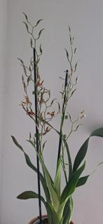 Brassia orchidëen, Ophalen of Verzenden, Overige soorten, Minder dan 100 cm