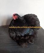 Cochin kriel cochinkriel cochin krielen wit zwart glad, Dieren en Toebehoren, Pluimvee, Meerdere dieren, Kip