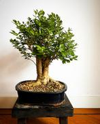 Grote bonsai in Japanse geglazuurde bonsaipot, Tuin en Terras, Planten | Bomen, Minder dan 100 cm, Overige soorten, Ophalen of Verzenden