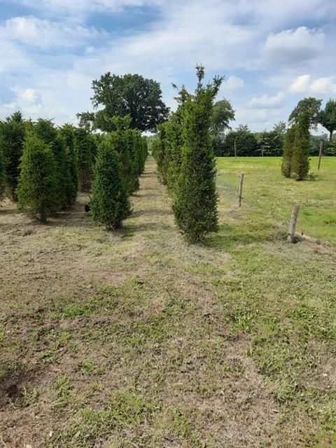 Taxus Baccata B-Keus, Tuin en Terras, Planten | Struiken en Hagen, Haag, Taxus, 250 cm of meer, Ophalen of Verzenden