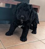 Nog 1 Bernedoodle pup reutje ik mag verhuizen, Dieren en Toebehoren, Overige rassen, 8 tot 15 weken, Meerdere, Meerdere dieren