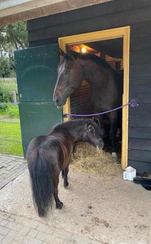 Stalling blaricum plekje vrij, Dieren en Toebehoren, Stalling en Weidegang, Stalling