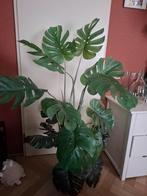 Kunst Monstera plant, Ophalen, Halfschaduw, Minder dan 100 cm