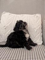 🐾 Unieke YORKIPOO puppy's 🐶🐕, Dieren en Toebehoren, Poedel, Rabiës (hondsdolheid), 8 tot 15 weken, Meerdere