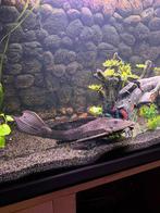 Algeneter, Dieren en Toebehoren, Vissen | Aquariumvissen, Vis