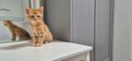 Schattige X Noorse boskat katertje te koop – 350€, Kater, Ontwormd, 0 tot 2 jaar