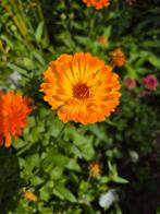 Goudsbloem zaden€1., Ophalen of Verzenden, Volle zon