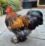 Cochin haantje, Dieren en Toebehoren, Pluimvee, Mannelijk, Kip