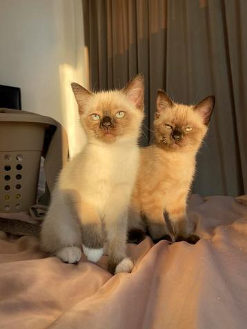 ragdoll kittens beschikbaar voor biedingen